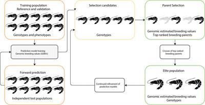 Genomic Selection in Aquaculture: Application, Limitations and Opportunities With Special Reference to Marine Shrimp and Pearl Oysters